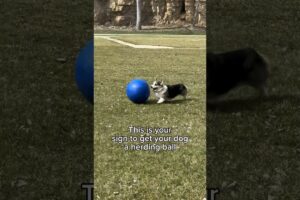 Get Your Dog a Herding Ball Instead of Playing Fetch (which is bad for their joints)