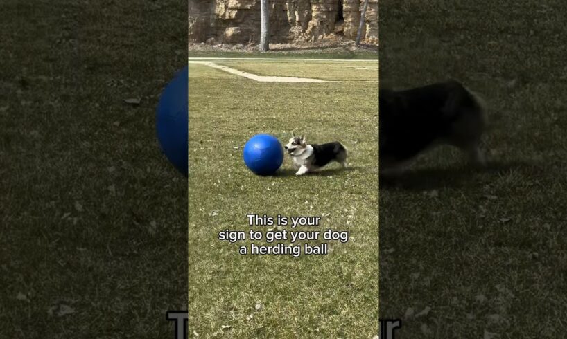 Get Your Dog a Herding Ball Instead of Playing Fetch (which is bad for their joints)