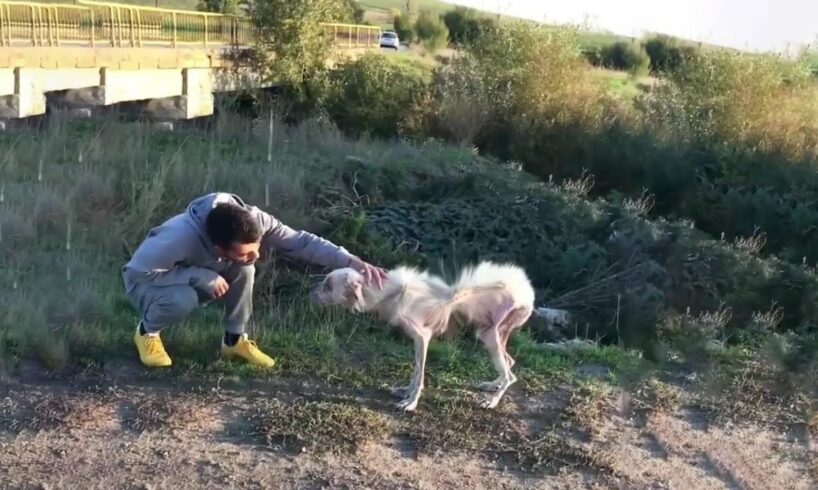 He had such a miserable life, sleeping on the field, hungry, cold... begging for help!