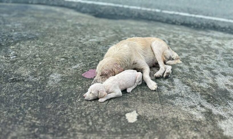 Holding the puppy tightly, the mama dog begged everyone to save them but was ignored