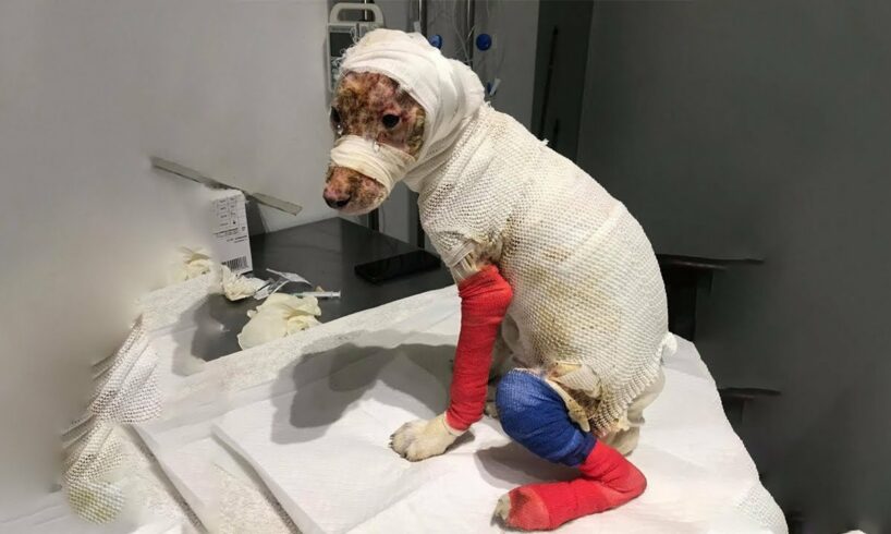 In Tears For Extraordinary Efforts of Puppy Whose Whole Body Burned, Even He Can't Recognize Himself