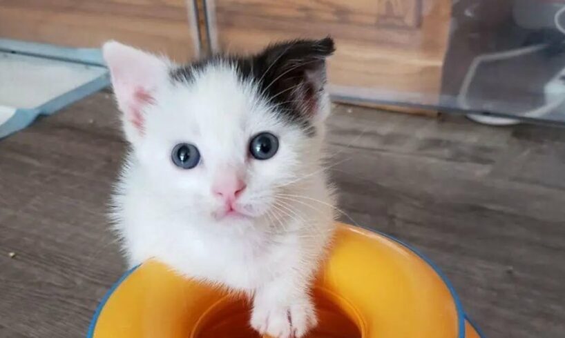 Kitten with a Stubby Leg Runs Around with His Sister In Bliss