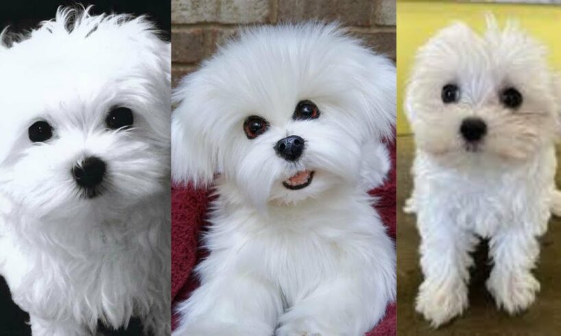 Maltese puppies | Funny and Cute dog video compilation in 2022