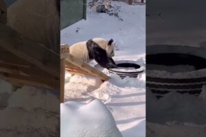 Panda and Snow #panda #playing #snow #dailyvlog #happy #cute #animals #fypシ #henanzoo #life #enjoy