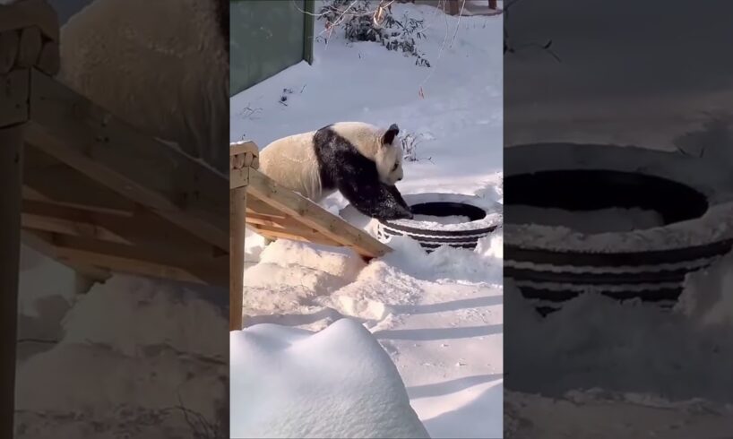 Panda and Snow #panda #playing #snow #dailyvlog #happy #cute #animals #fypシ #henanzoo #life #enjoy