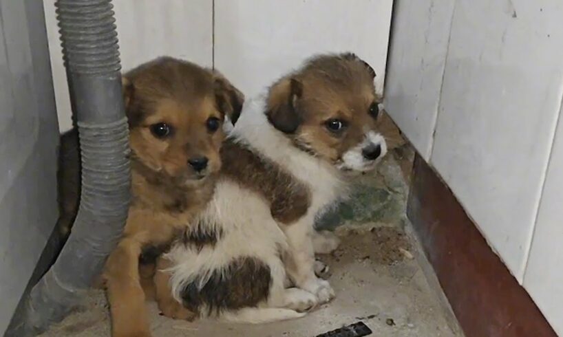 Poor Dog Abandoned By Owner For Eating Too Much, Rescued And Hiding In A Corner Shivering