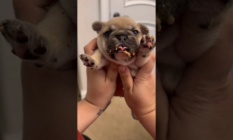 Puppies after eating are a whole mood 😭 #dog #puppy #pets #cute #funny #frenchie #puppies #frenchie