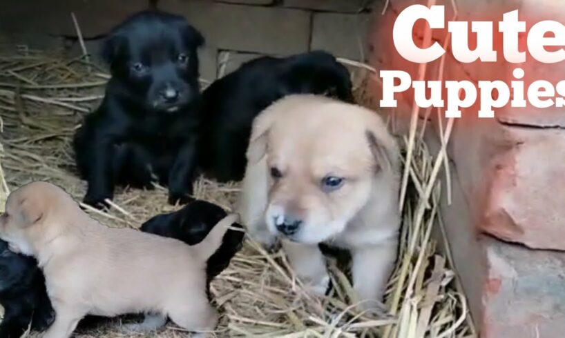 Puppy Video | Desi Cute Puppies Video  |Baby Dog|Small Dog Baby|Cute Puppies|kuta ka bachha