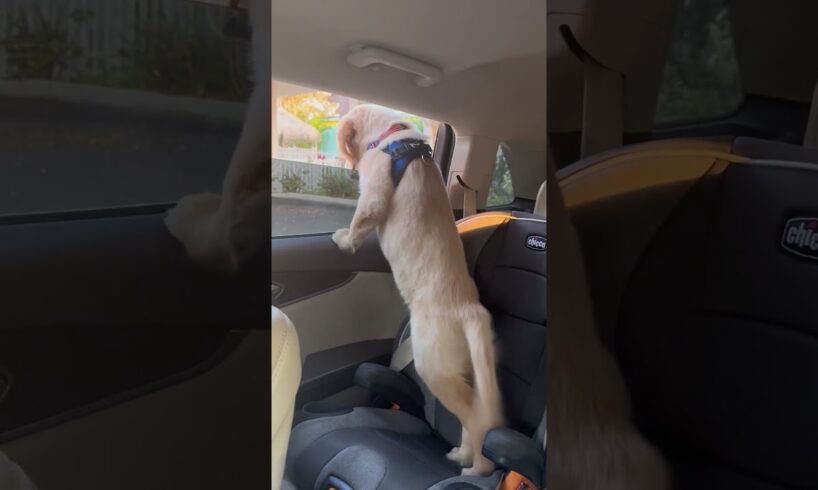 Puppy's First Time Picking Up His Favourite Person From School 🥺 (🎥: ViralHog)