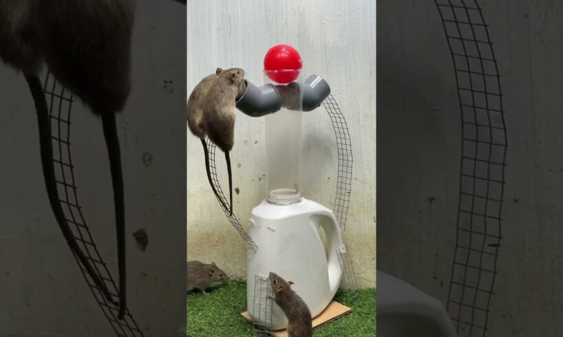 Rat amazing video video #shortsfeed #shortsvideo #animals #holyupdate #ytshortsindia #rat