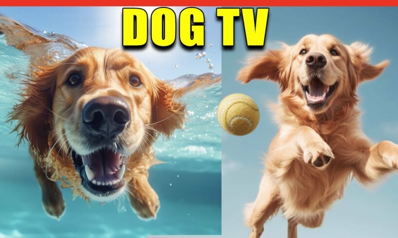 Relax Your Dog TV. Entertainment Virtual Dog TV with Calming Music. 12 Hours of Dog Videos for Dogs