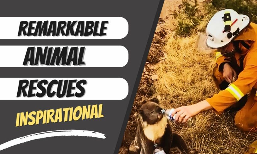 Remarkable Animal Rescues! Will Touch Your Heart! #fyp #viral