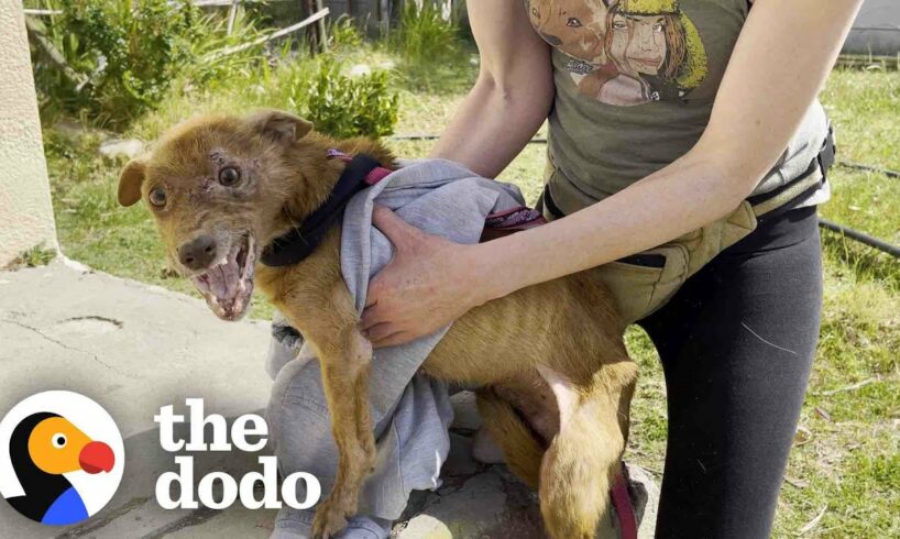 Rescued Three-legged Dog Completely Transforms Once He Is Safe | The Dodo