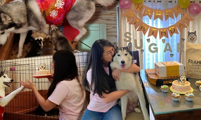 SUGAR'S 4TH BARKDAY CELEBRATION WITH HER CUTE PUPPIES