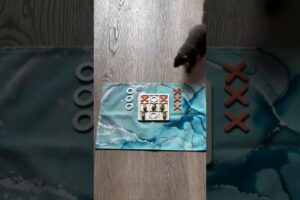 Squirrel Vs Me in Game of Tic-Tac-Toe #trending #squirrel #viral #animals #wildlife #shortvideo