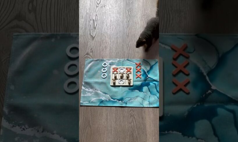 Squirrel Vs Me in Game of Tic-Tac-Toe #trending #squirrel #viral #animals #wildlife #shortvideo