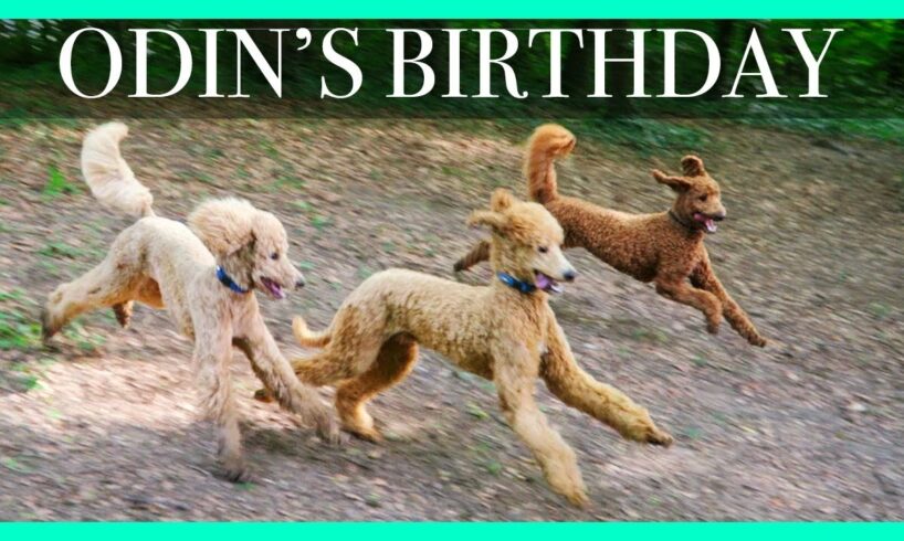 Standard Poodle Birthday Party!! Odin's 1st Birthday // Cute Puppies Playing