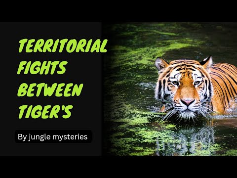 Territorial fights between tiger's 🐅 #tiger #fight #animals