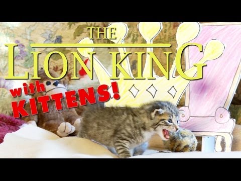 The Lion King (Cute Kitten Version)