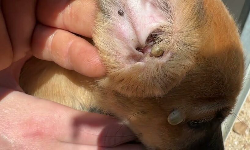 The Rescued Mother And Her 7 Puppies Are Covered In Ticks And Fleas! - Takis Shelter