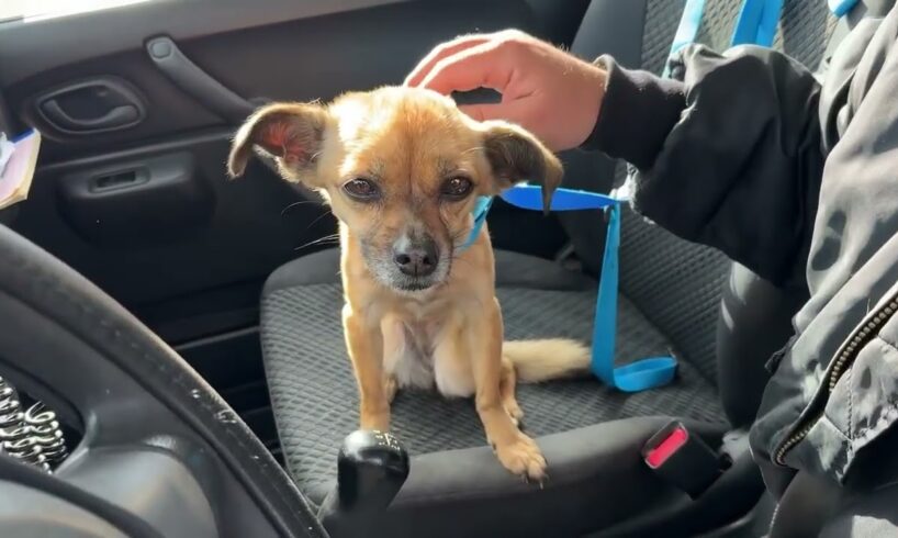 They Abandoned A Very Old Small Dog In My City Again! - Takis Shelter