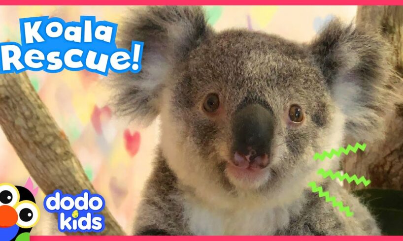 Tiny Brave Koala Is Ready To Go Home | Animal Videos For Kids | Dodo Kids