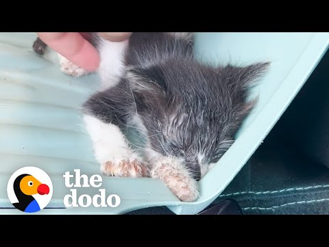 Tiny Half-Dead Kitten Makes A Major Comeback | The Dodo