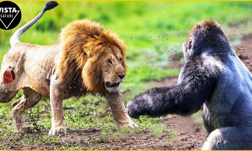 Top 15 Craziest Animal Fights Of ALL TIME Caught On Camera | Animal Fights