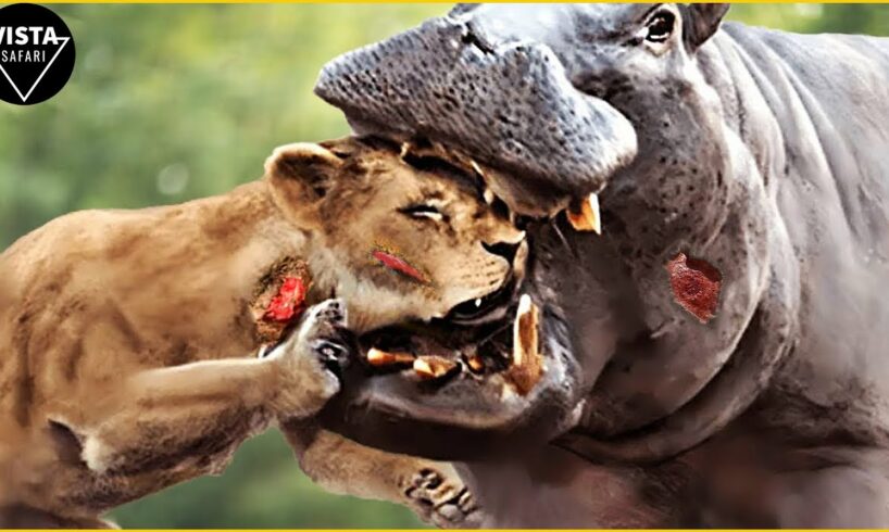 Top 45 Incredible CRAZIEST Animal Fights Moments Caught On Camera | Animal Fights