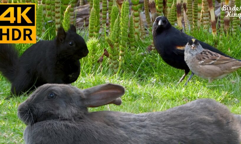 Videos for Cats to Watch 😺📺 Cute Birds, Squirrels, Bunnies on the Green Grass 🐰 8 Hours(4K HDR)