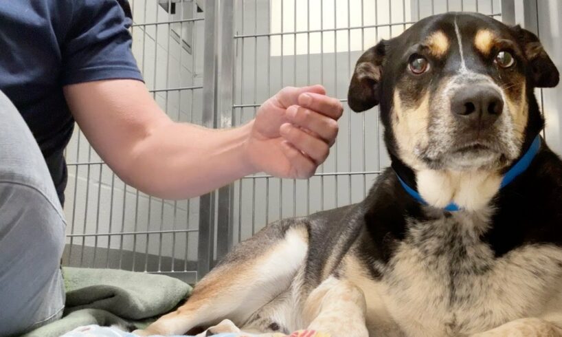 Watch this shelter dog melt the first time he's pet - family dumped him because they were moving 😔