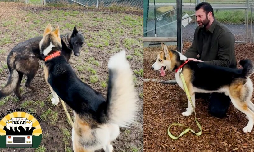 We went back to our local shelter to foster two more beautiful dogs | Lee Asher