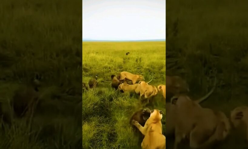 When Prey Fights Back #animals #trending #shorts #viral