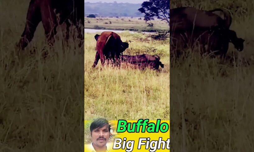 Wild Buffalos Big Fight