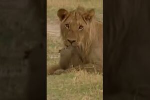 YOUNG LION PLAY WITH LITTEL ANIMAL WILD ANIMALS LIFE #shorts