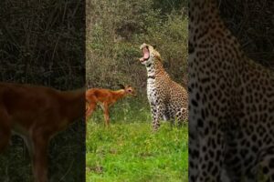 a beautiful cub playing with a leopard|| #shorts #facts #animal