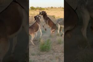 #animals #donkey #shortfeed #reels #viral #janwar