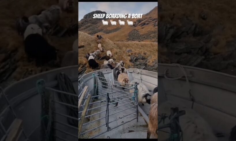 boat ride 🐏🐑 #boat #boats #sheep #shorts #animals #shortsvideo #youtubeshorts