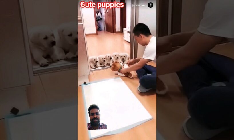 cute puppies the owner give training 😂🤣💖