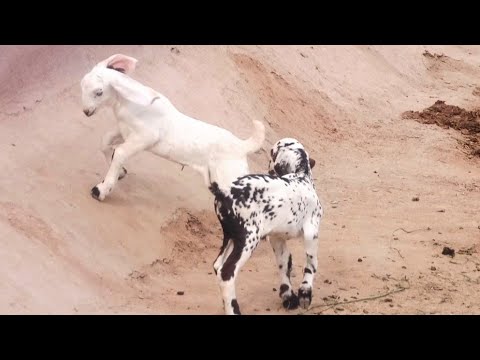 goats 🐐baby are playing | goat baby | animals video | animals shu video #126