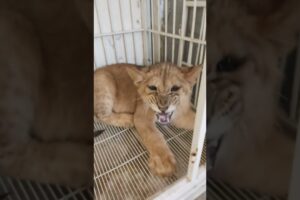 playing with Lion Cub #lion #animals #lioncubs #shorts #short #shortvideo