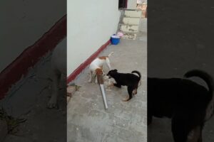 puppies fight# cute puppies# status