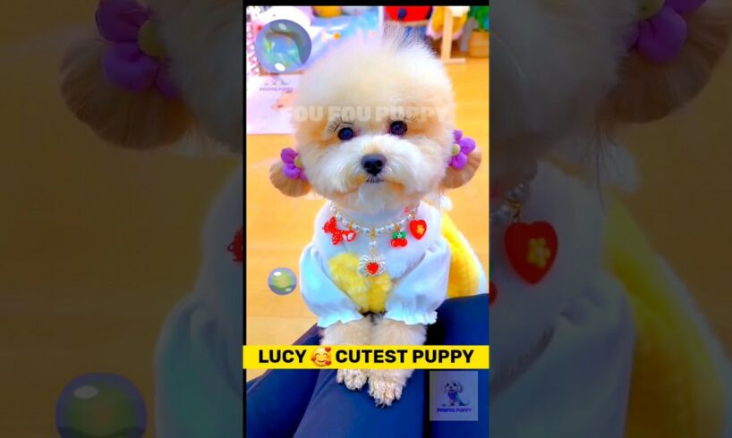 लूसी पार्टी में जाएगी 🐶 Cute puppy dress up  | cutest puppy on youtube shorts #dogcare #cutestdogs