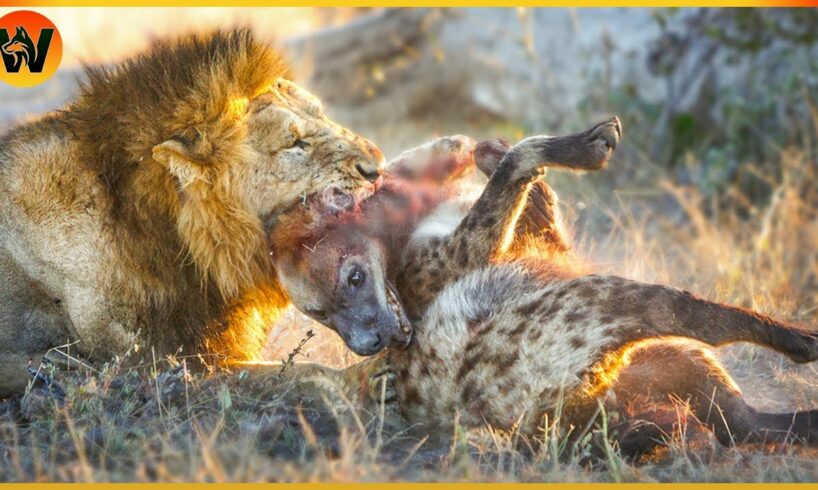 15 Crazy Moments! Injured Hyena Fights Wild Animals | Animal World