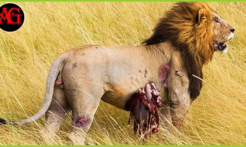 15 Instances of Hyenas Injuring Lions in Fierce Prey Fights | Animal attack ANIMAL 2024