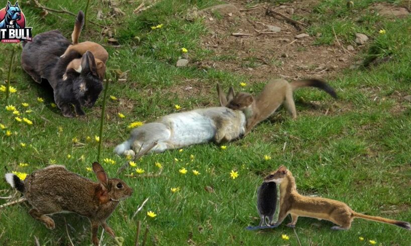 15 Moments When Stoat Fight Everything In Wildlife! | Animal Fight