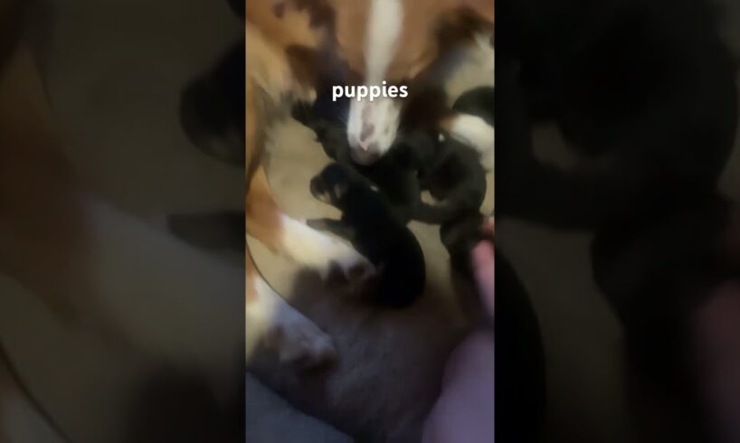 cute puppies