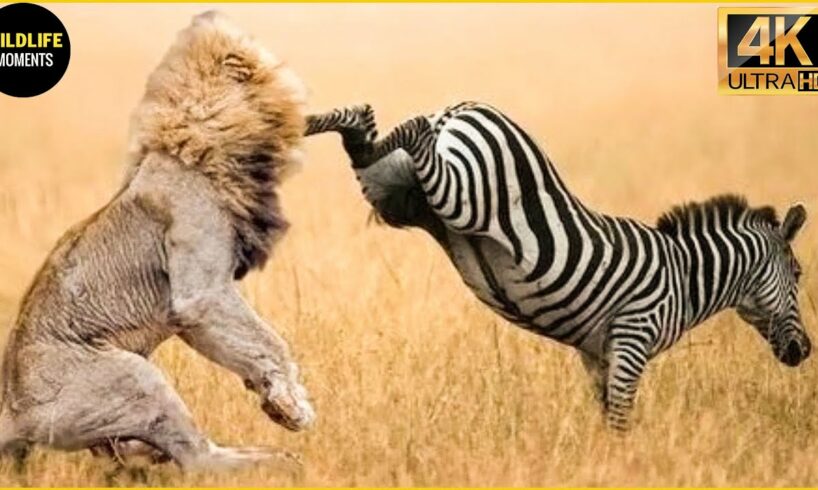 30 Incredible Moments Zebra Vs Lion Fight To The Last Breath | Animal Fight