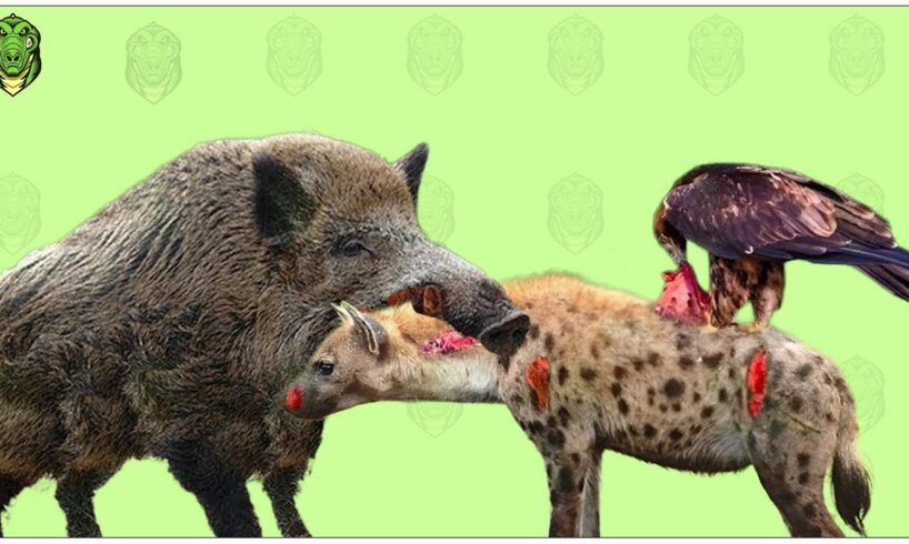 30 Moments When Wild Boars And Eagles Team Up To Fight Hyenas, What Will Happen | Animal Fights