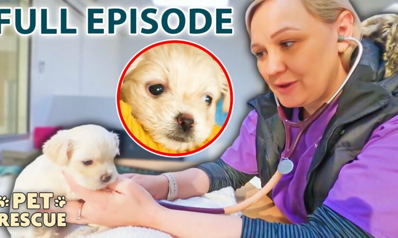 4-Week-Old Puppy is Unable to Walk | The Pet Rescuers - Season 1 Episode 9